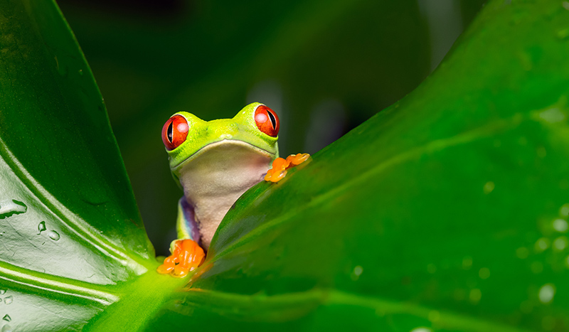 A red-eyed tree frog peeking out from between two large green leaves.