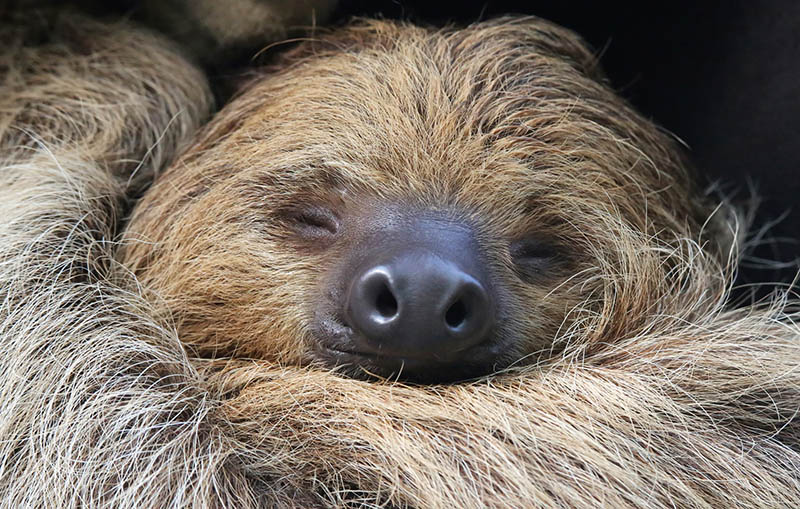 A close-up of a sloth sleeping with its face resting in its fur.