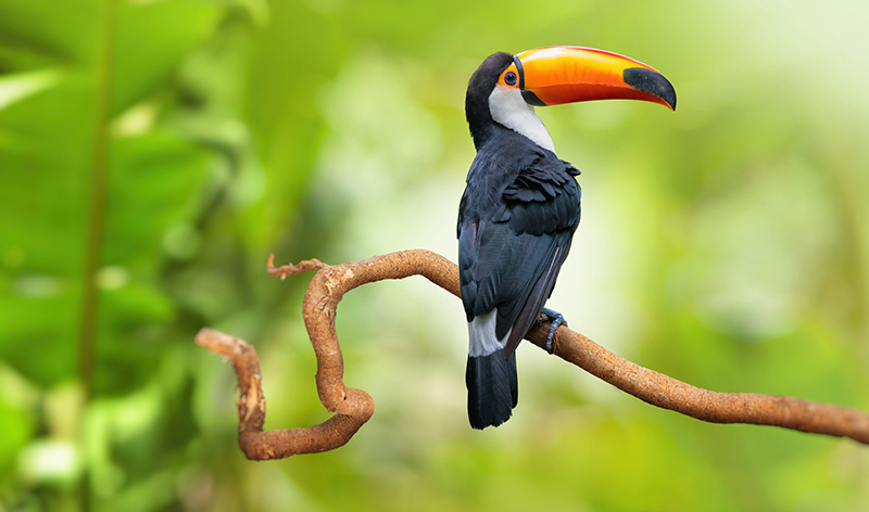A toucan with a bright orange beak perched on a curved branch against a green background.