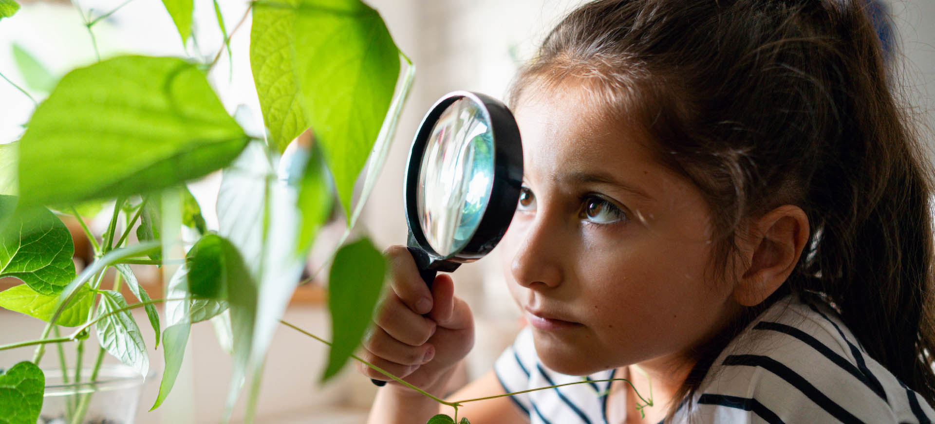 Y5/6 (B): Lesson 1: Investigating plant growth – Planning