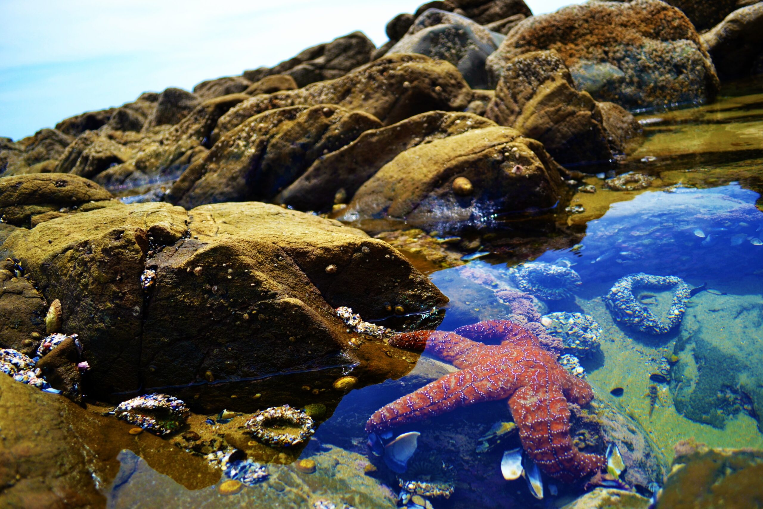 Y1/2 (A): Lesson 1: Rockpooling