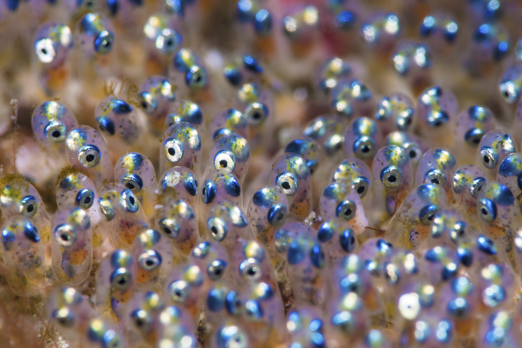 Y1/2 (A): Lesson 2: Life cycles of ocean animals