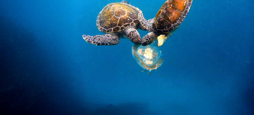 Y1/2 (A): Lesson 4: Ocean food chains