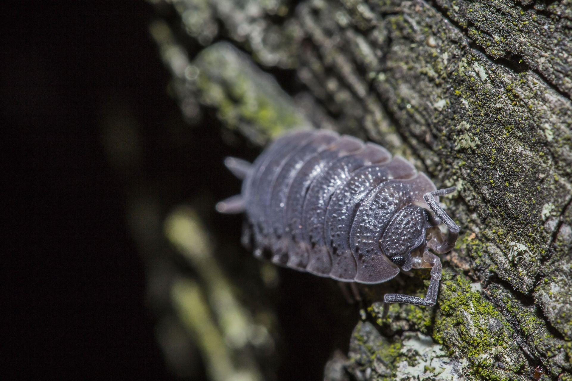 insect 1287251 1920