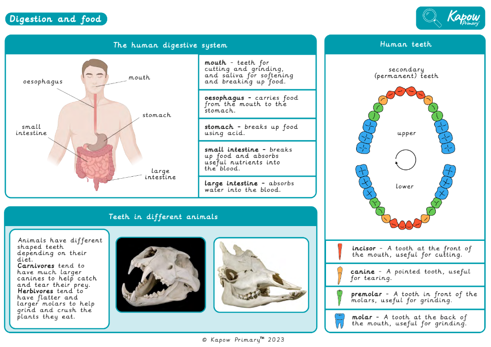 Knowledge organiser – Science Y3/4 (A): Animals, including humans: Digestion and food