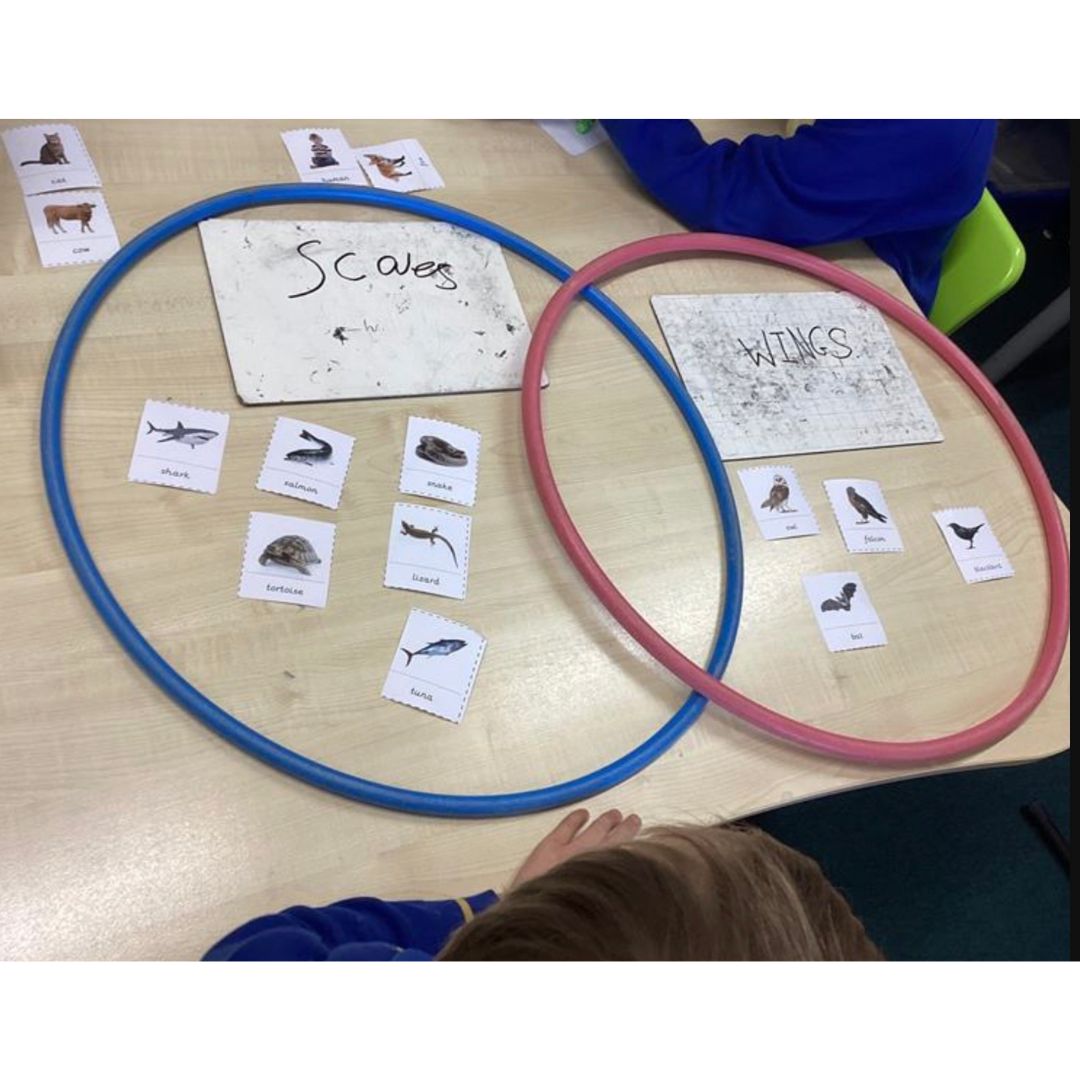 Animal cards sorted into groups using overlapping hoops.