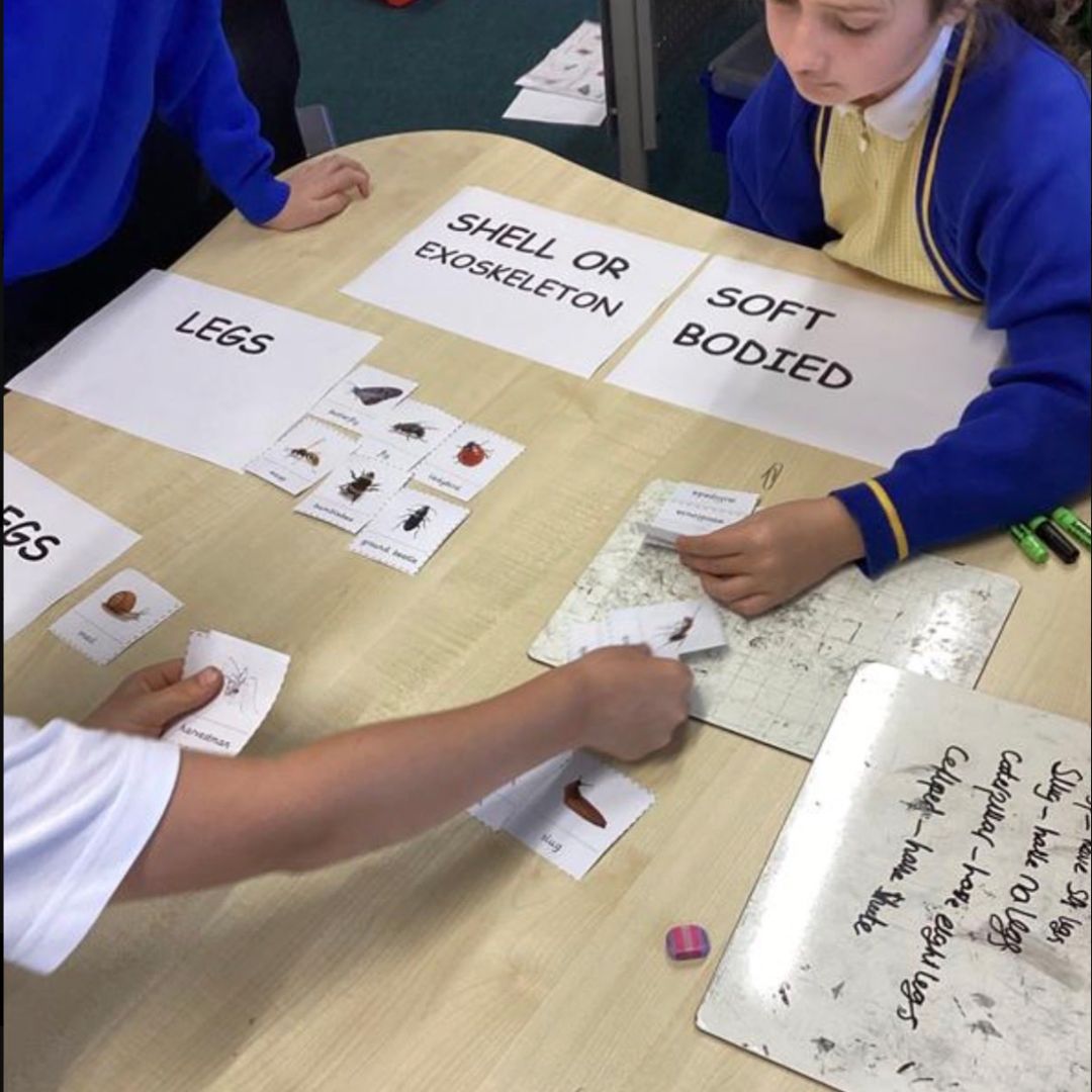 Children sorting animal cards into labelled groups on a table.