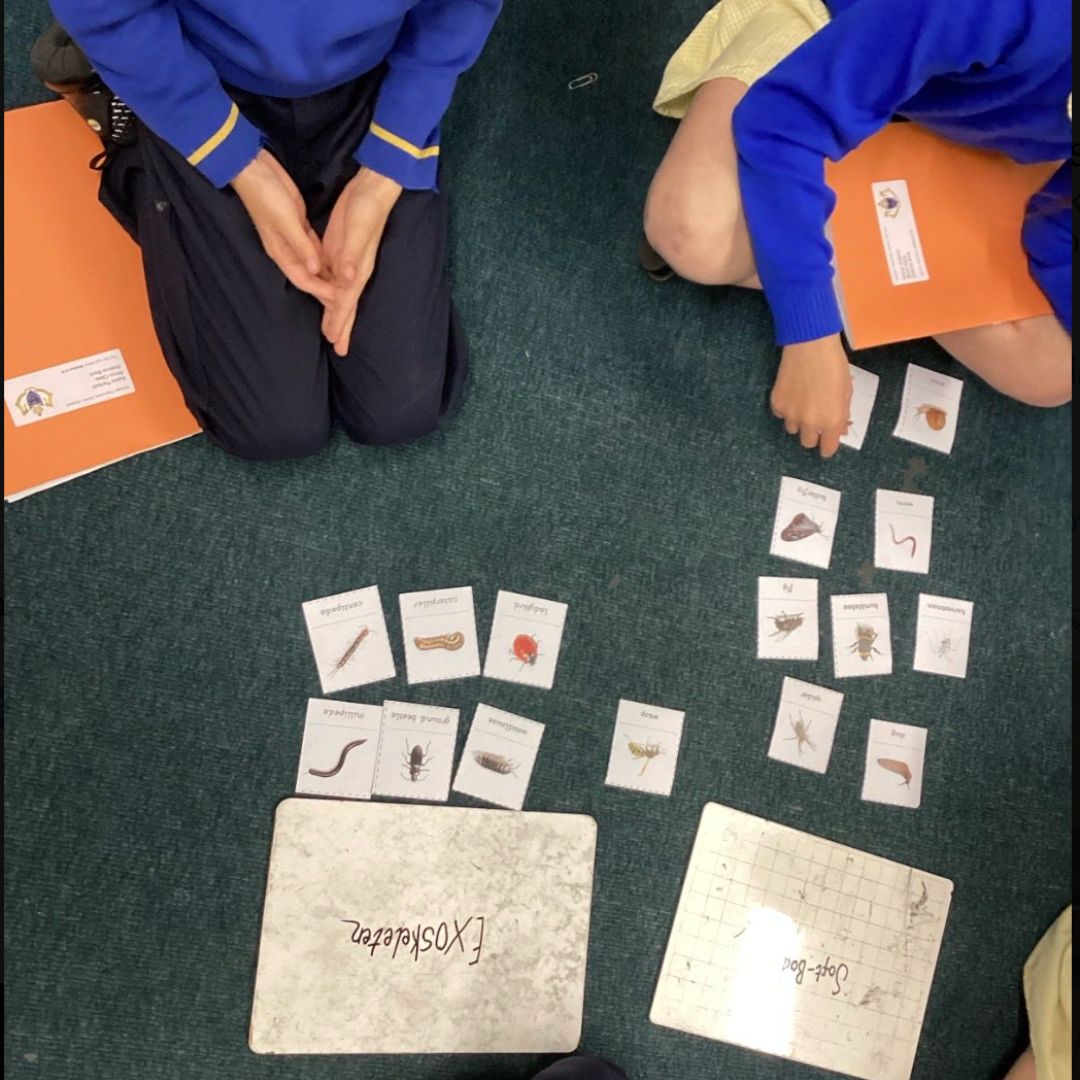 Children sorting animal cards into groups on the floor.