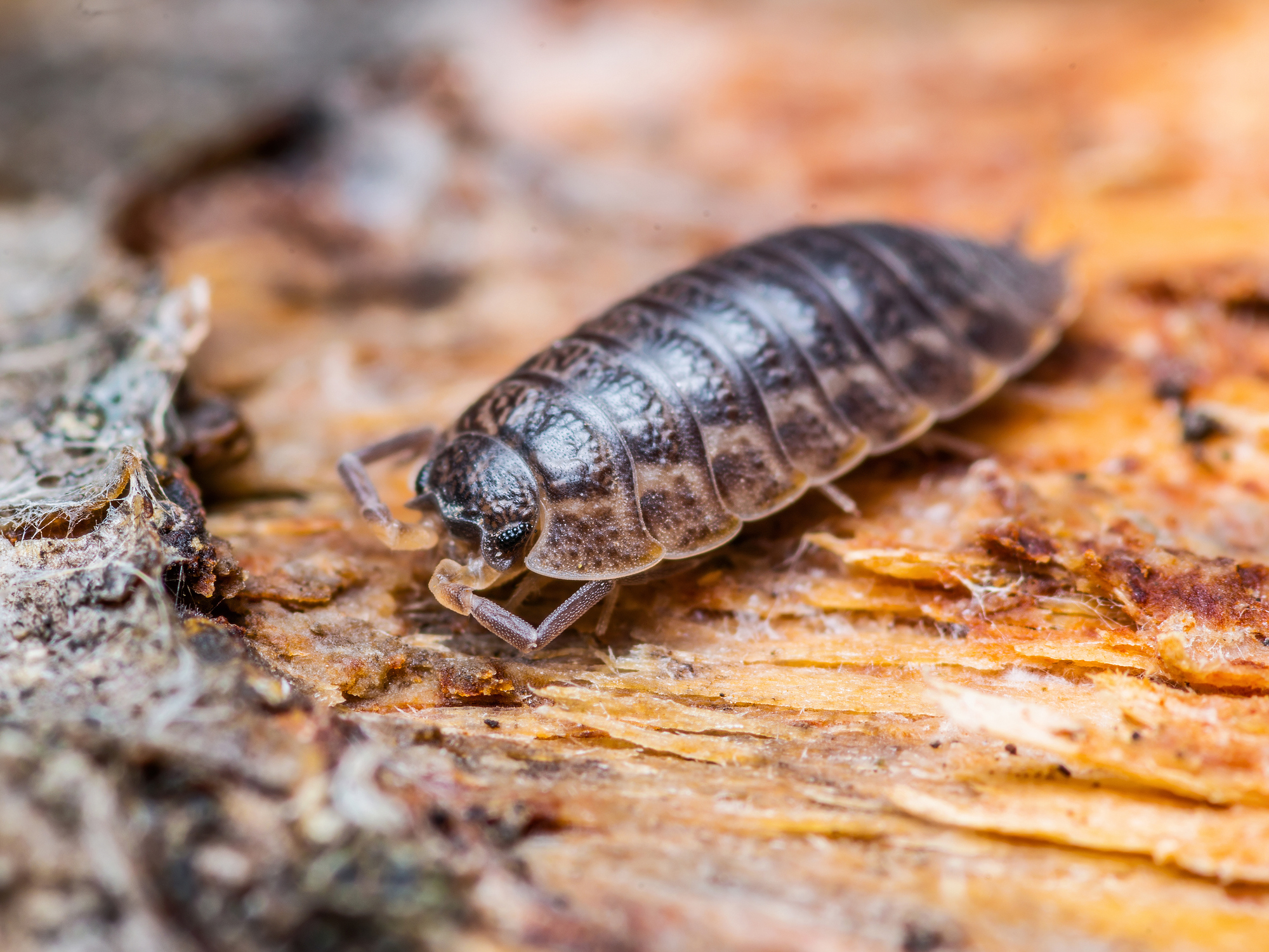 Lesson 2: Describing minibeasts
