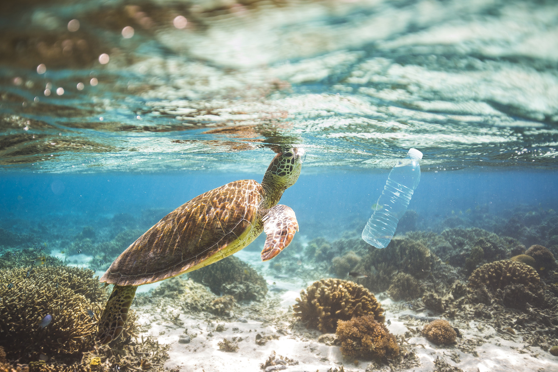 turtle ocean plastic