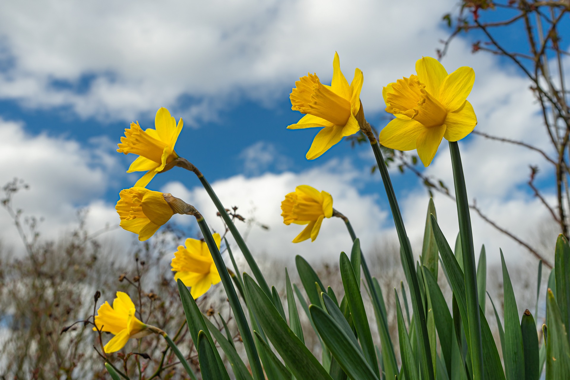 daffodils-7068488_1920