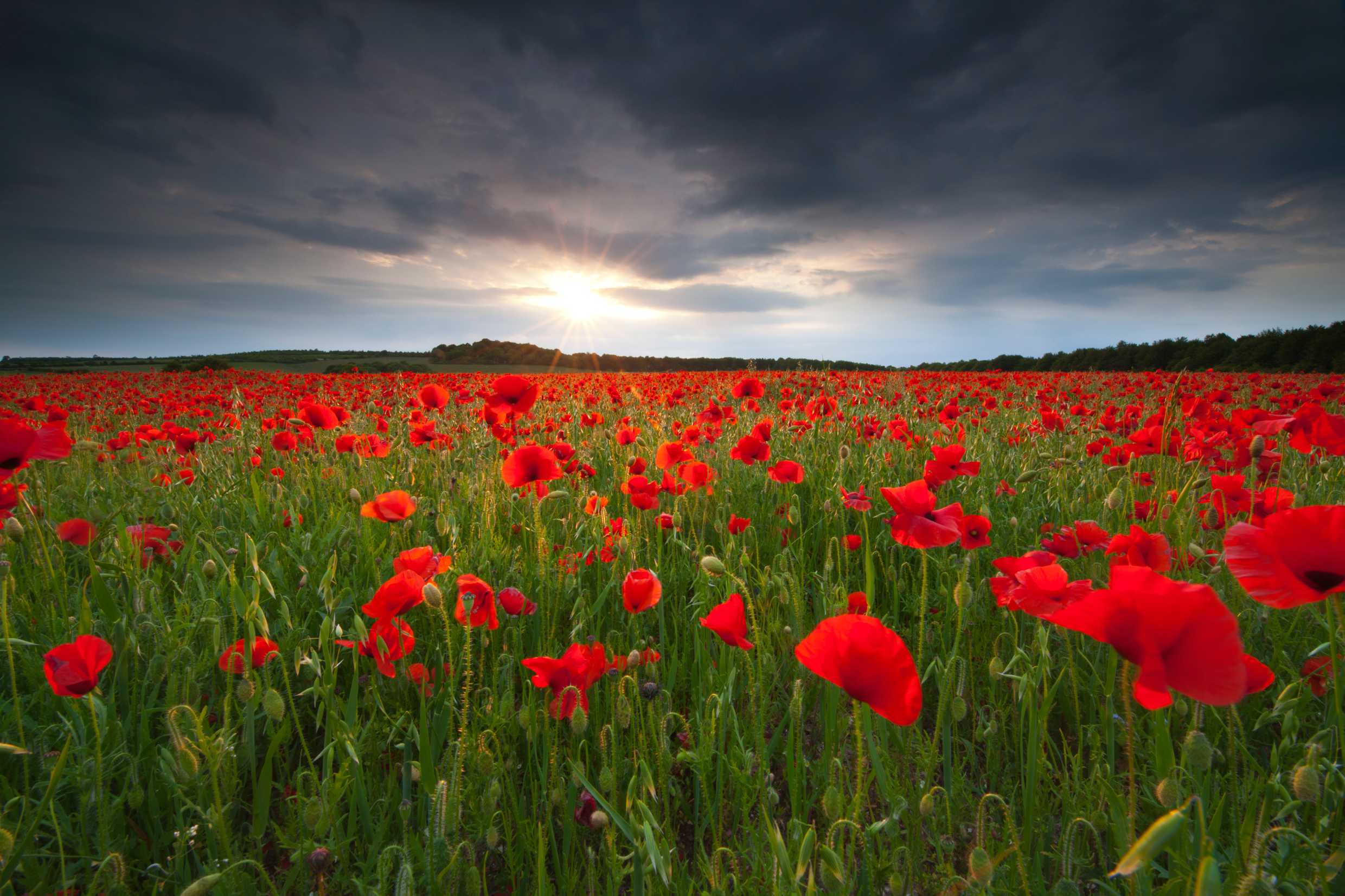 Optional Remembrance lesson: What does it mean to remember?