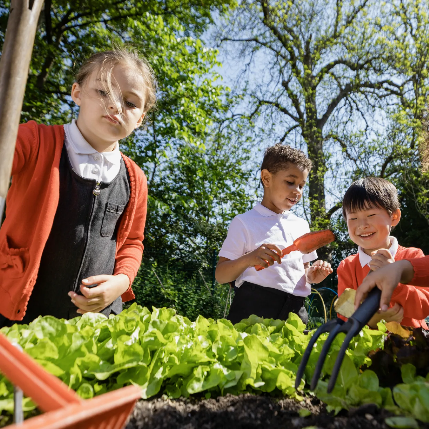 Three young primary school children are working on a vegetable patch outdoors.