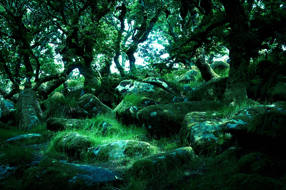 Deciduous moss covered trees in a wood on Dartmoor