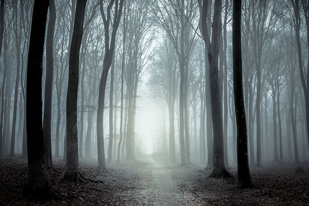 A woodland path stretches through a forest of bare trees on a misty day.