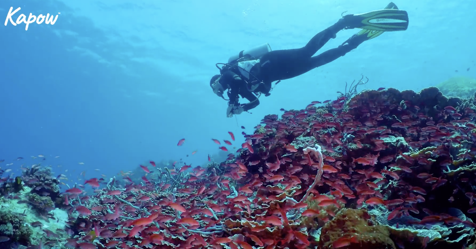 Pupil video: What is a marine biologist?