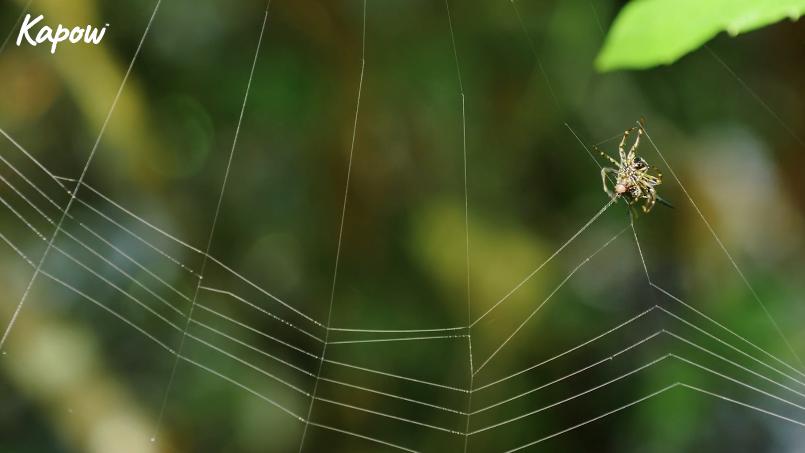Pupil video: Nature’s builders