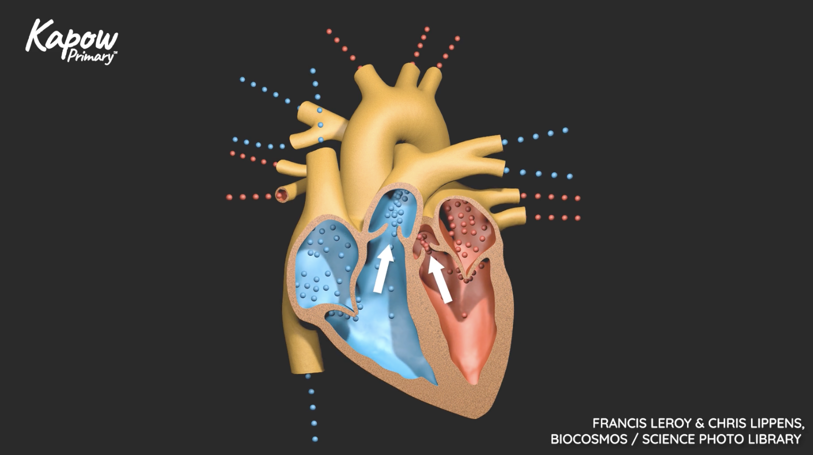 Teacher video: The circulatory system