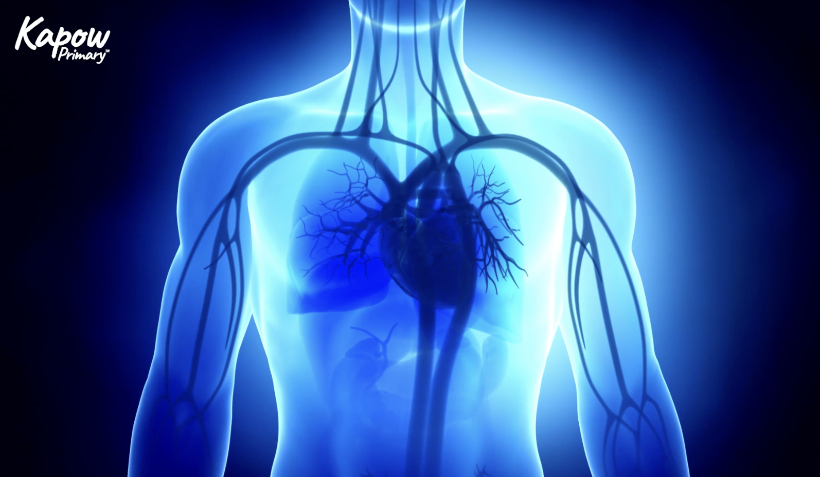 Pupil video: The heart and circulatory system