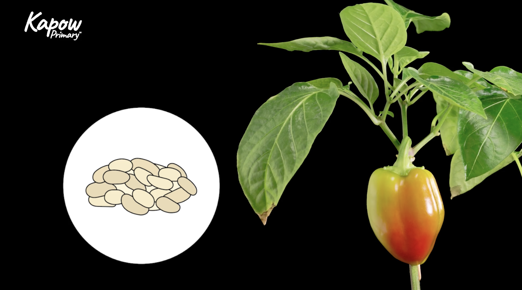 Pupil video: Identifying plants