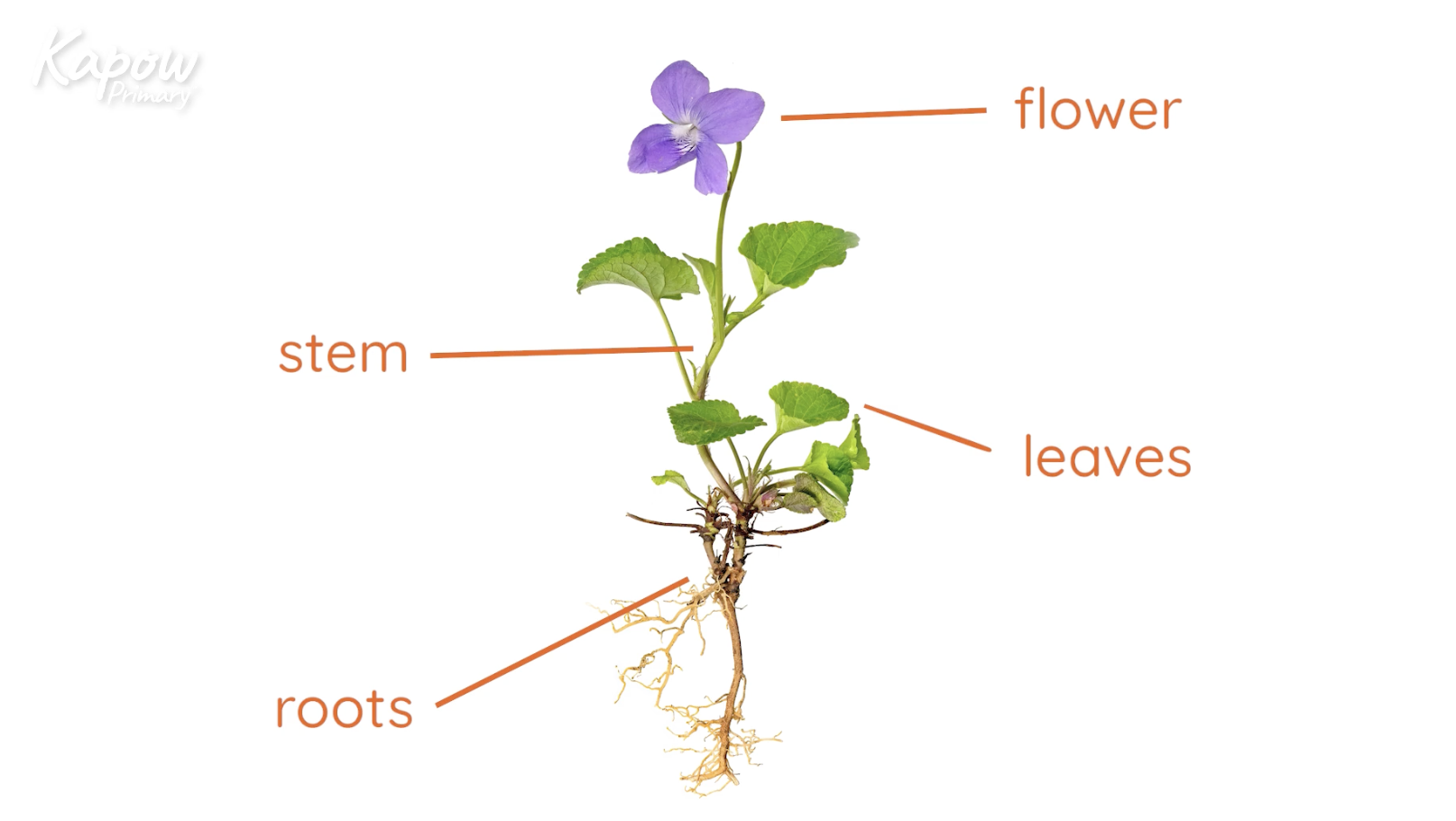 Pupil video: What is a plant