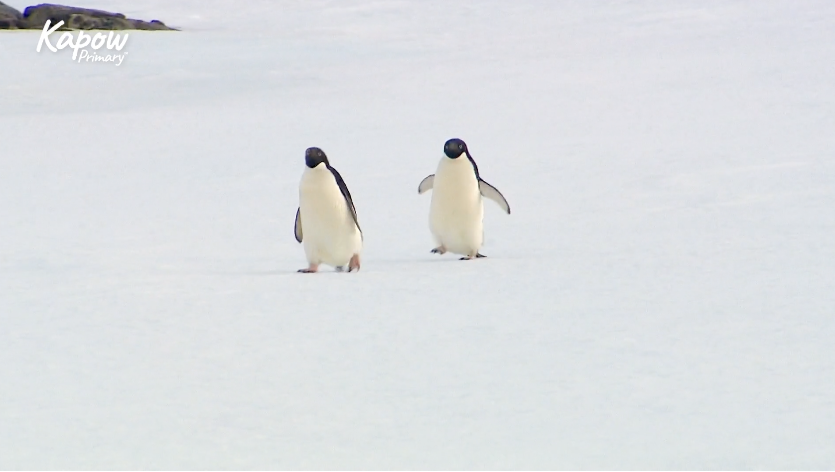 Pupil video: Animals, animals everywhere