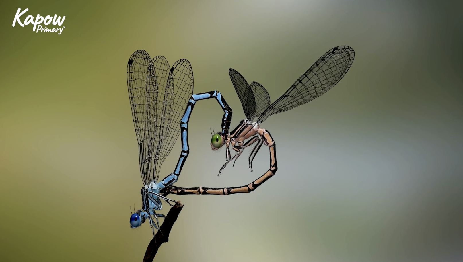 Pupil video: Life cycle of an insect