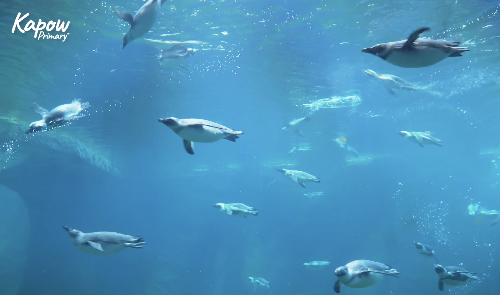 Pupil video: Animal groups