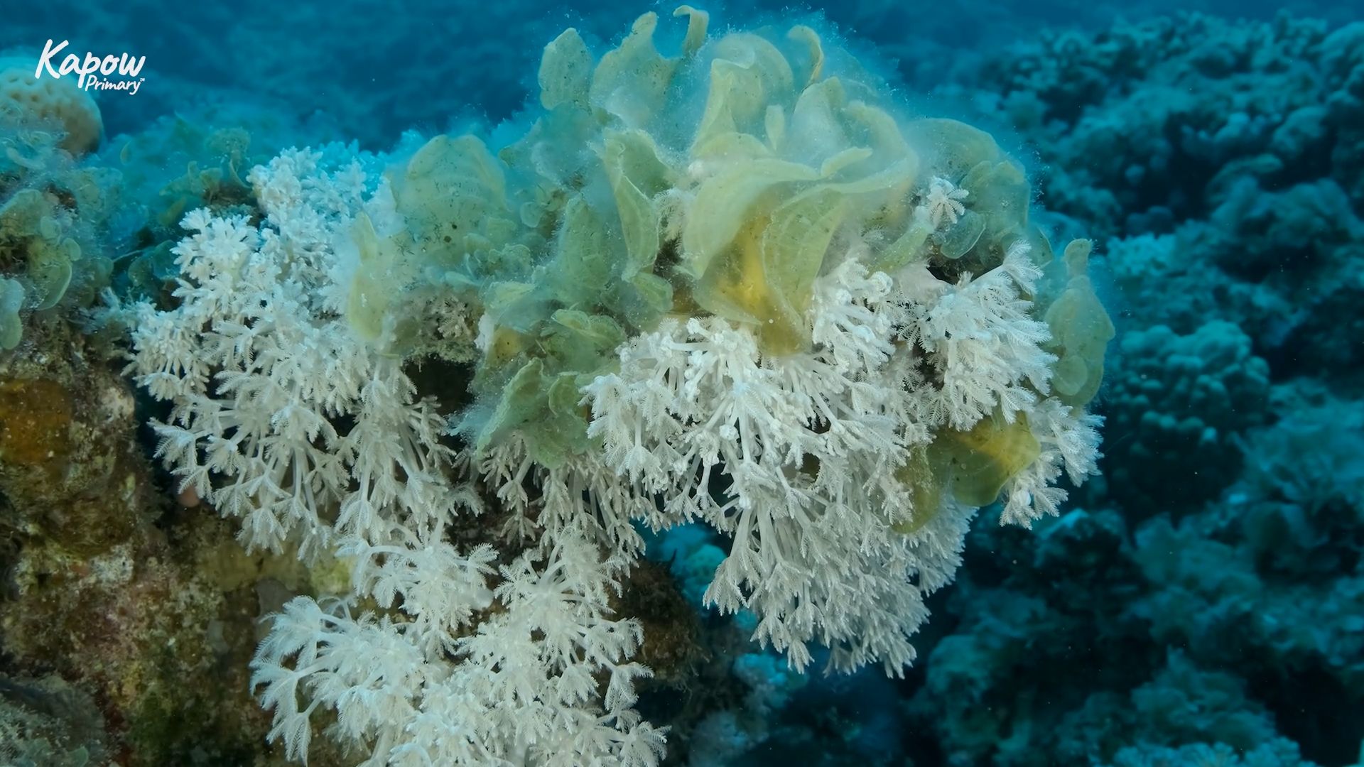 Teacher video: Coral reefs
