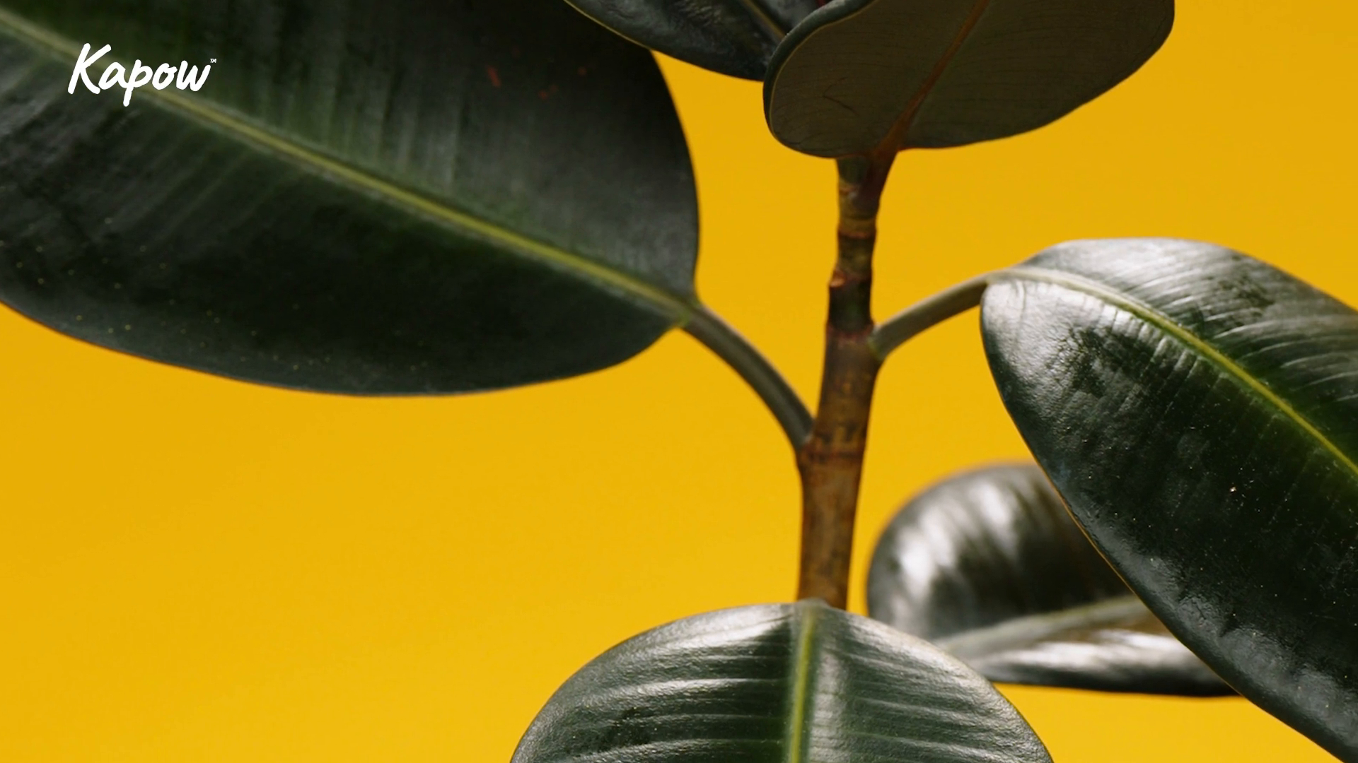 Pupil video: Take a closer look
