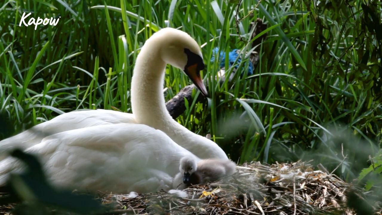 Pupil video: Animal homes