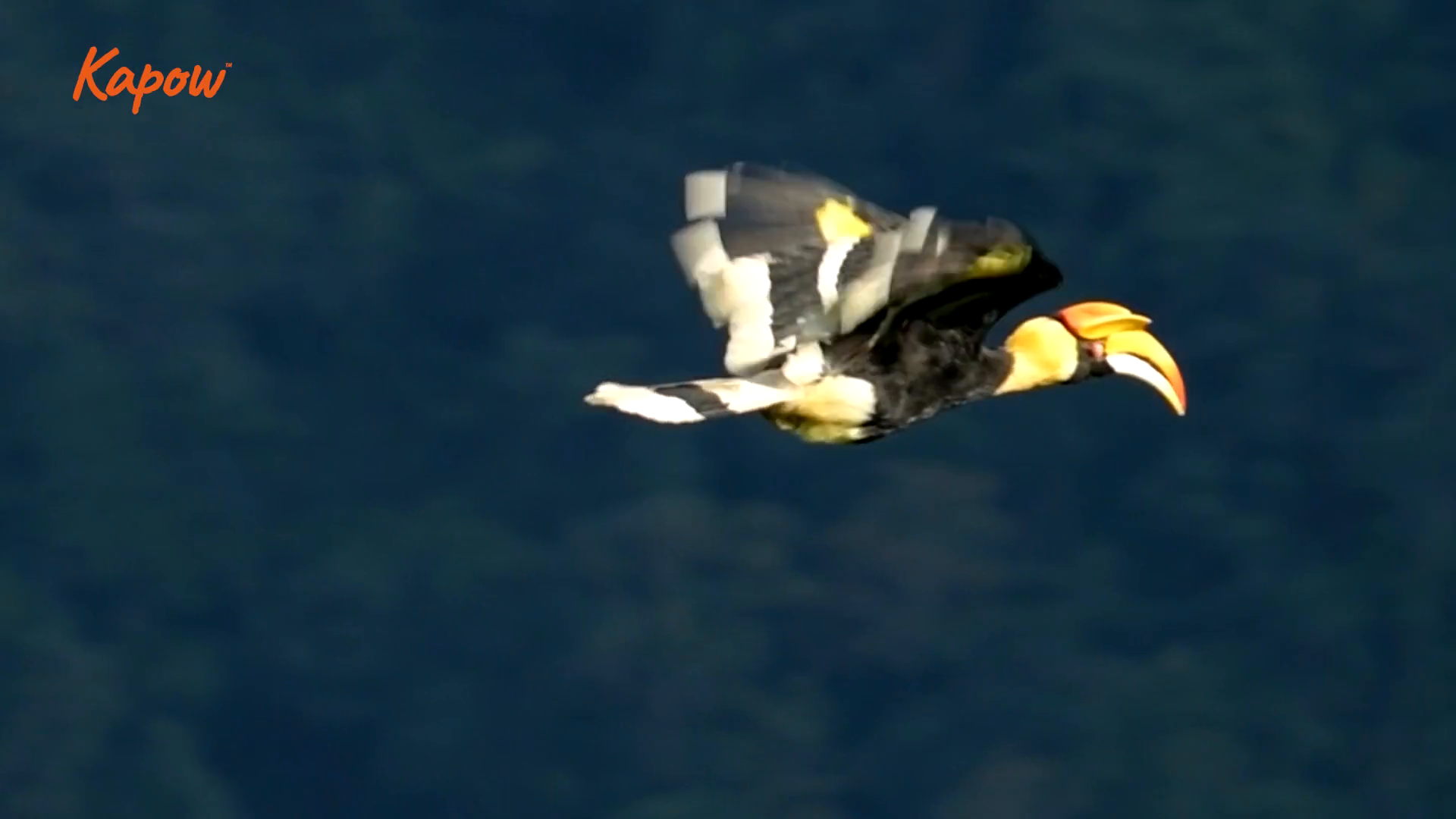 Pupil video: Rainforest inspiration