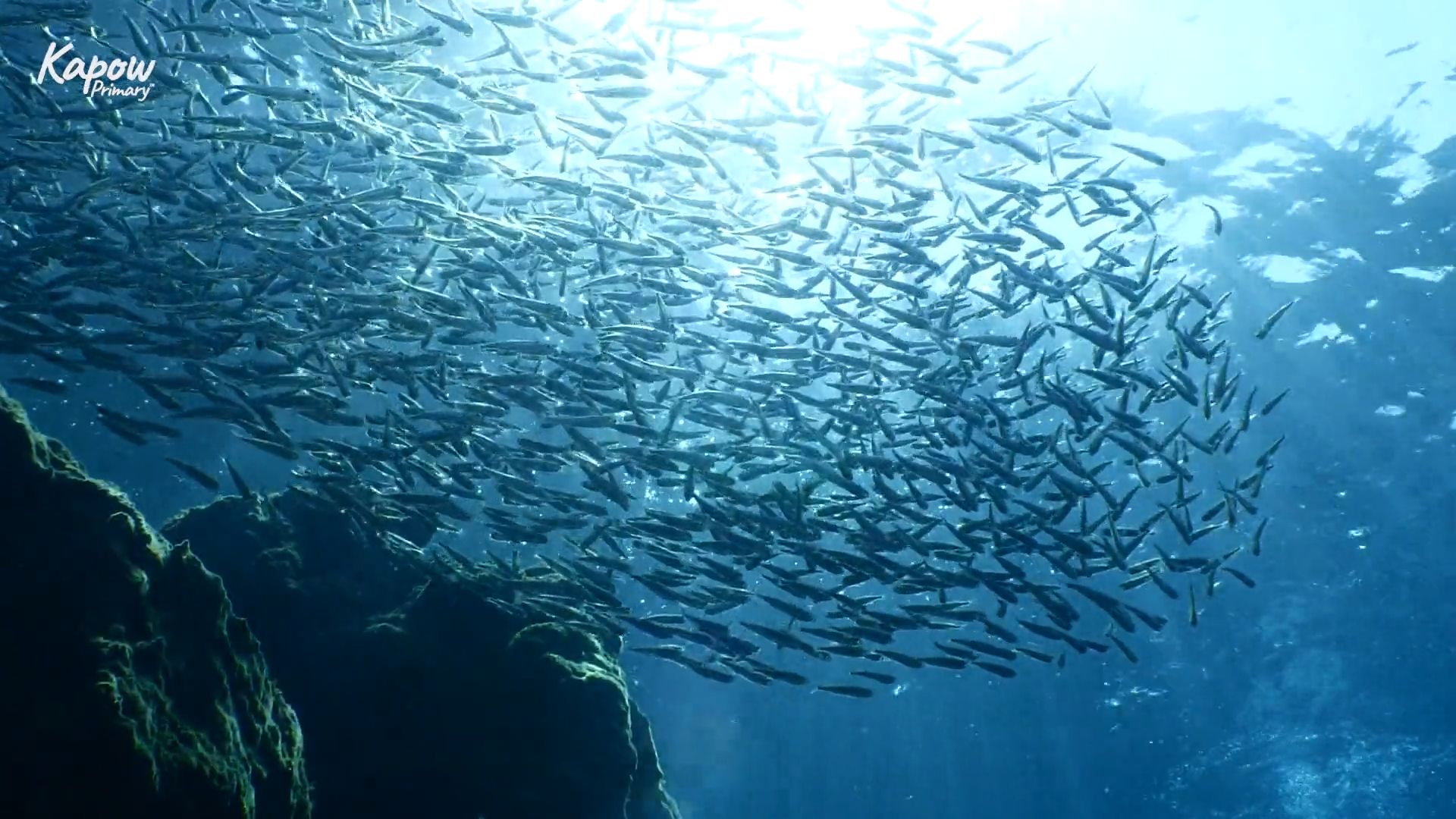 Teacher video: Oceans