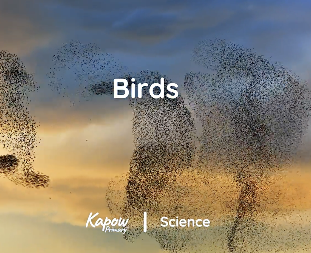 Pupil video: Birds