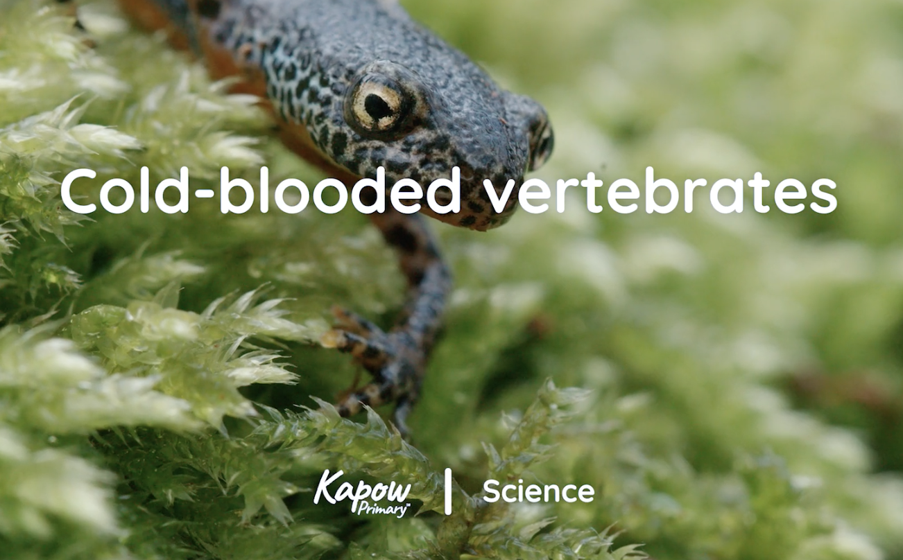 Pupil video: Cold-blooded vertebrates