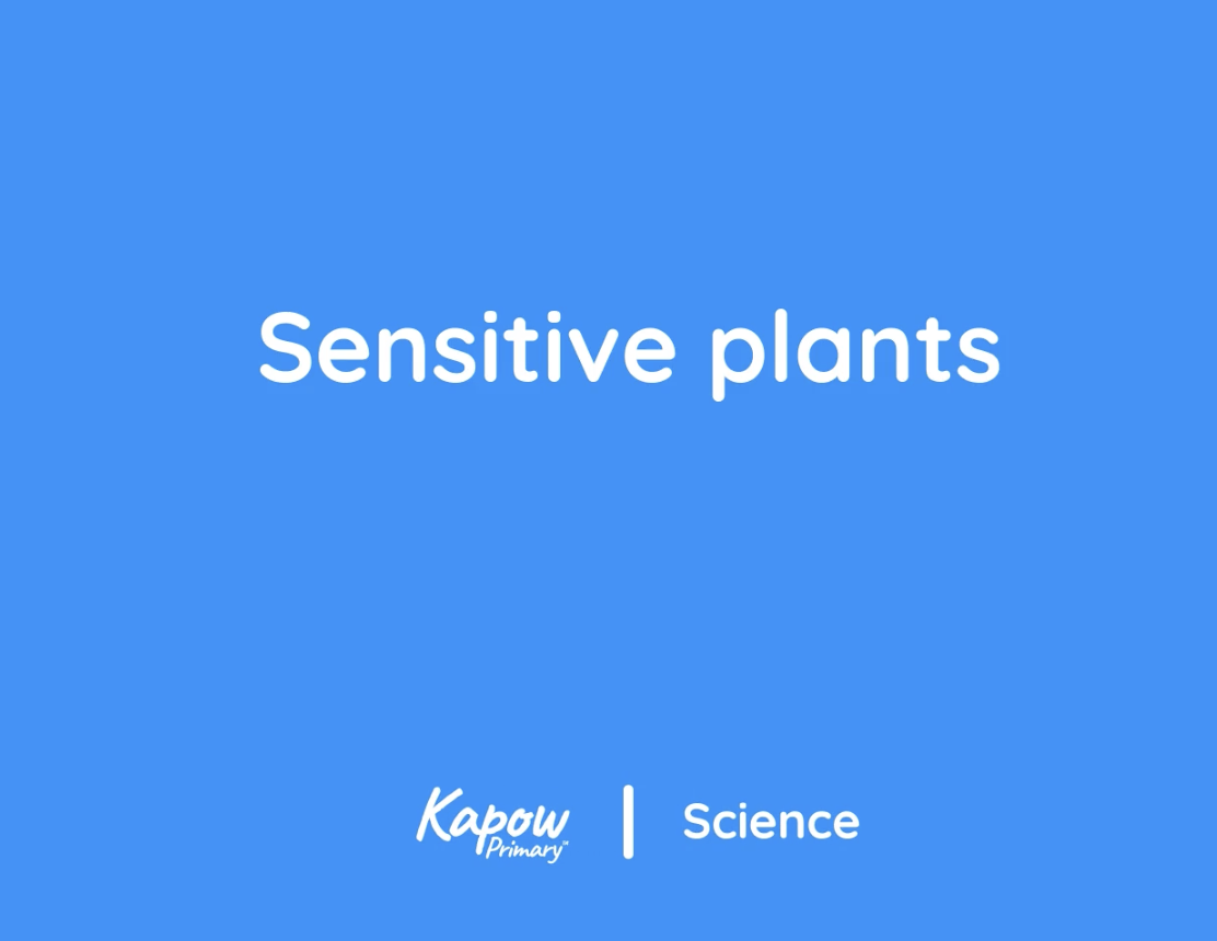 Pupil video: Sensitive plants