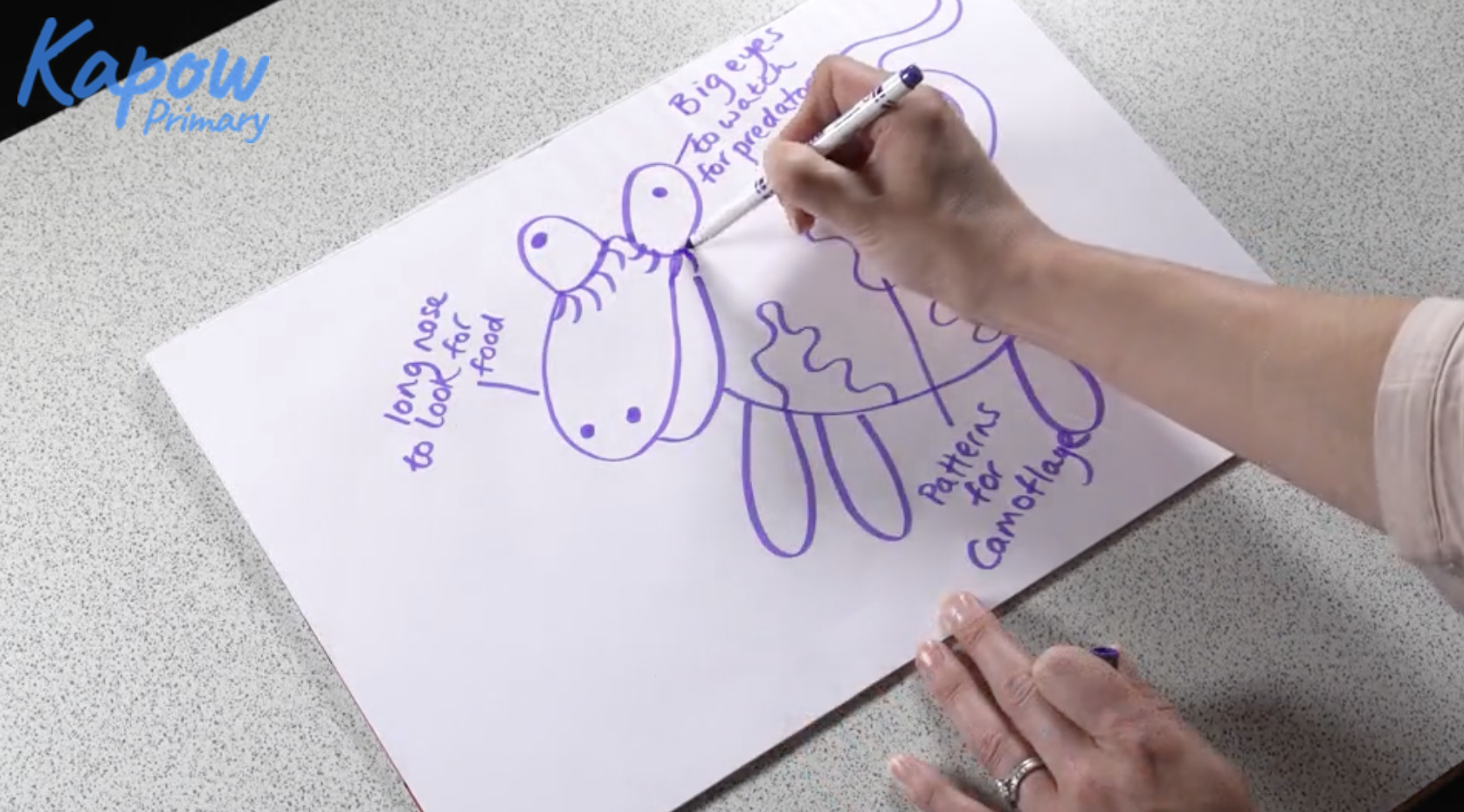 Teacher video: Junk model animals