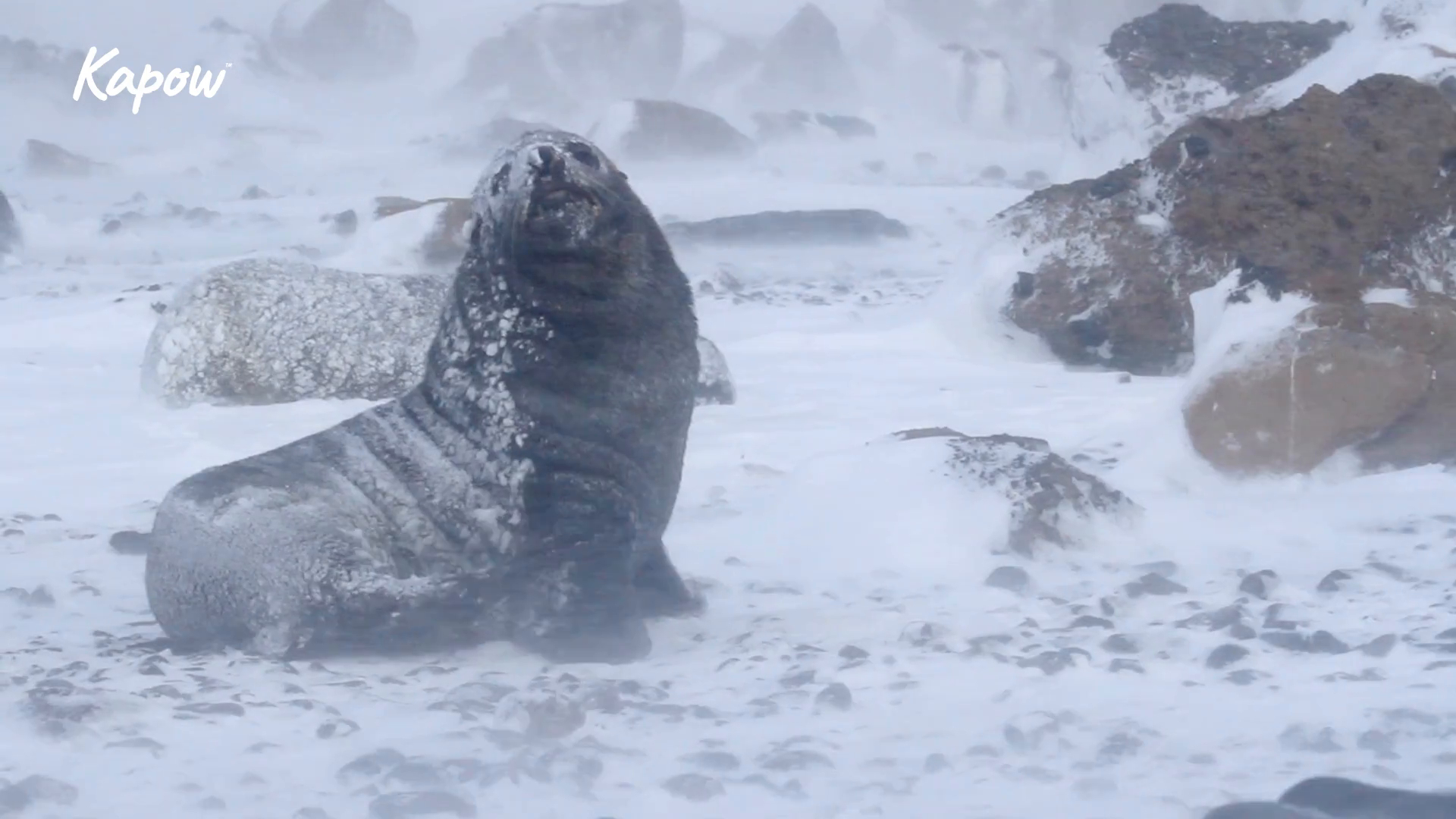 Pupil video: The North and South Poles