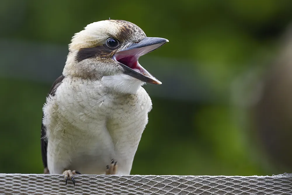 A kookaburra perched on a fence with its beak open, against a blurred green background.
