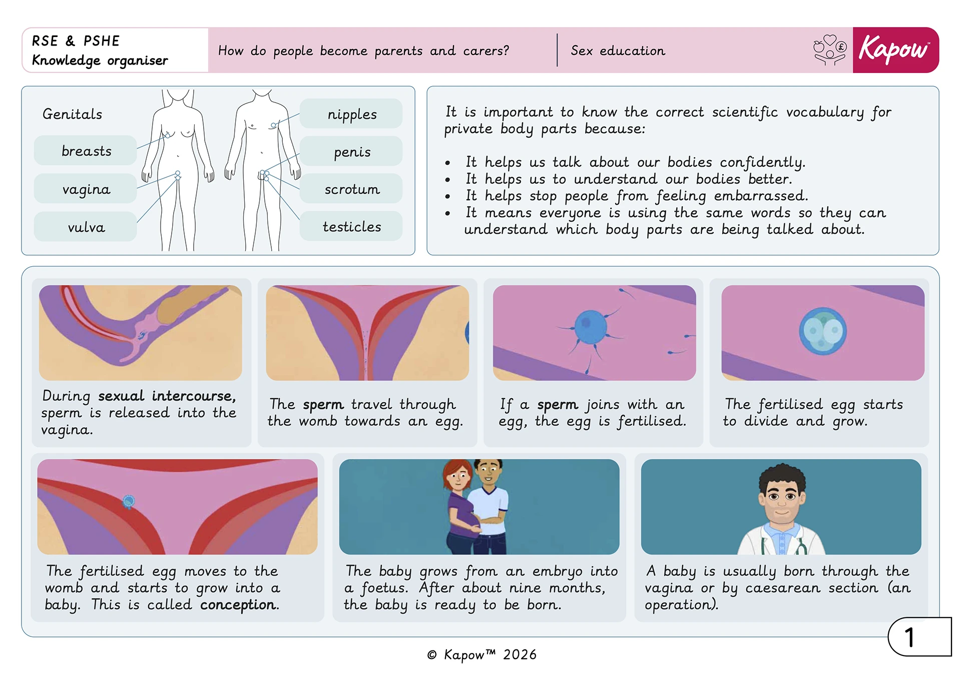 Knowledge organiser – RSE & PSHE Y6: Sex education: How do people become parents and carers?