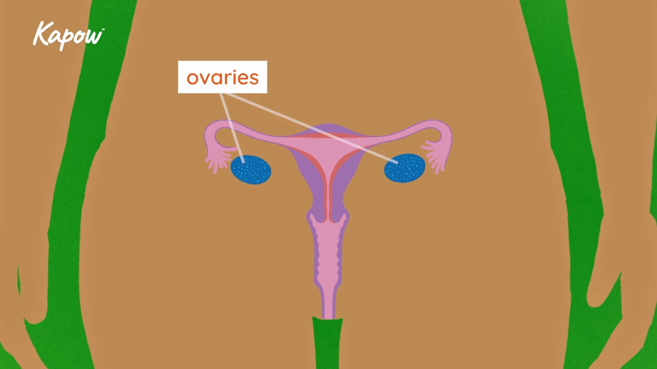 Pupil video: How babies are made