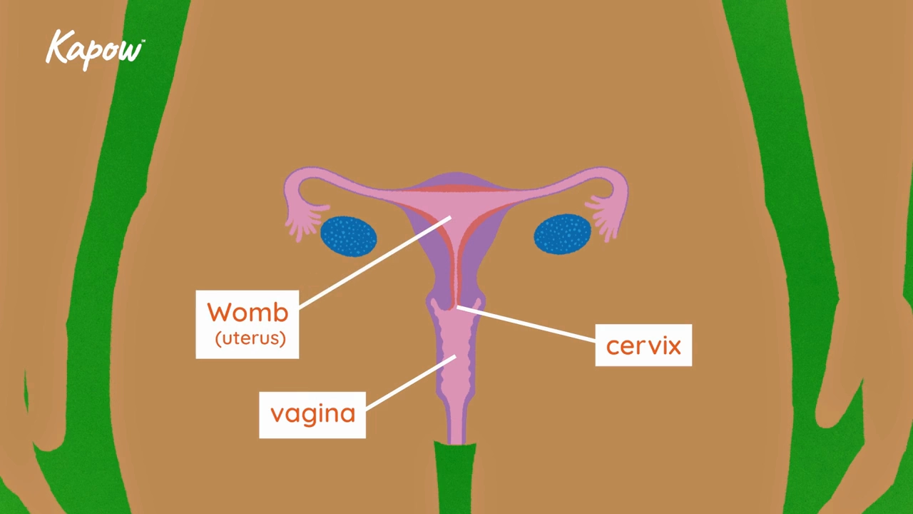 Pupil video: Periods